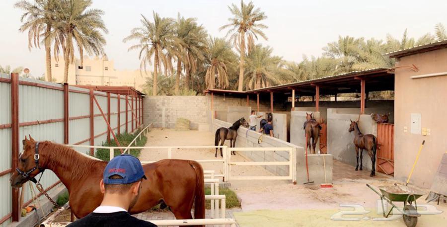 مربط الخير