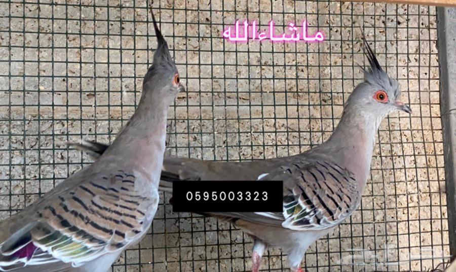 يمام خلخليت لاهل النوادر والمحميات قماري قمري
