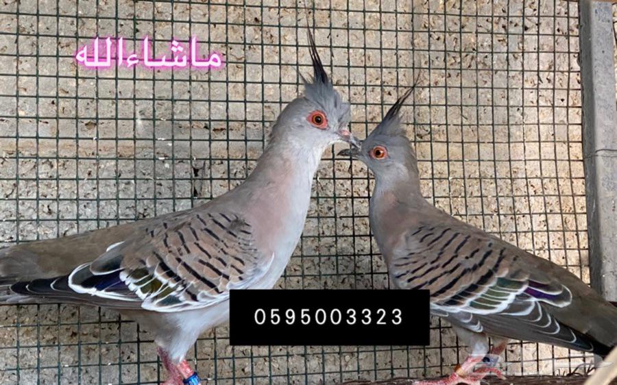 يمام خلخليت لاهل النوادر والمحميات قماري قمري