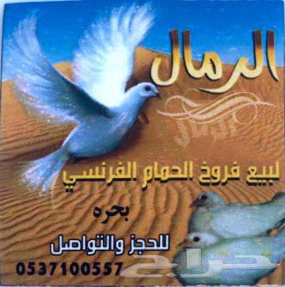 فروخ حمام فرنسي ( طازج )