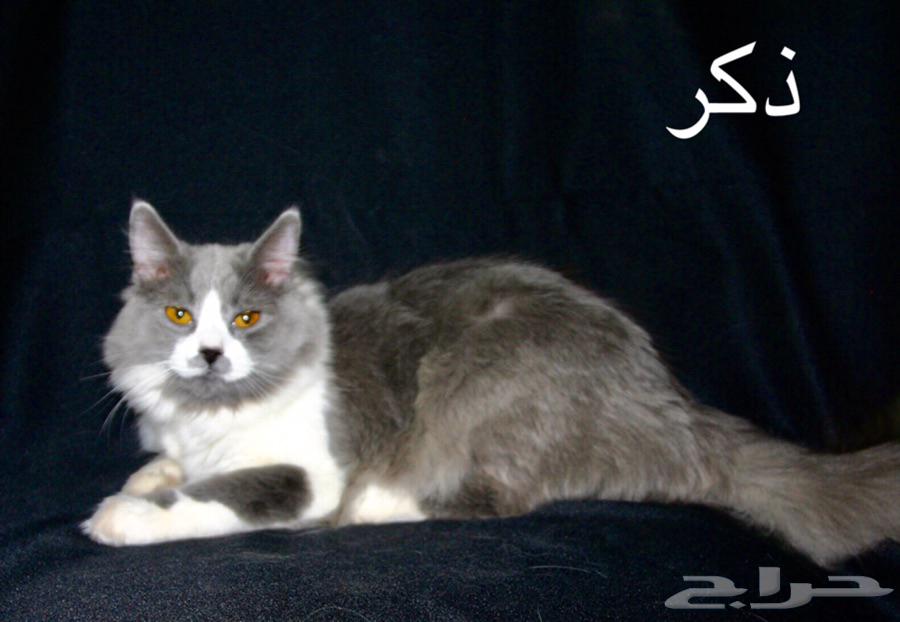 قطط شيرازي للبيع