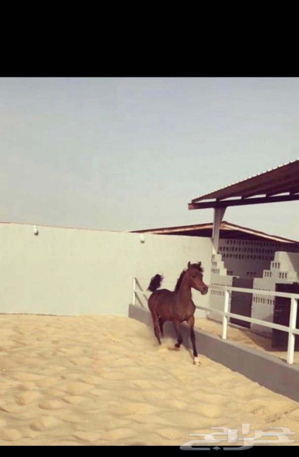 ايواء خيل