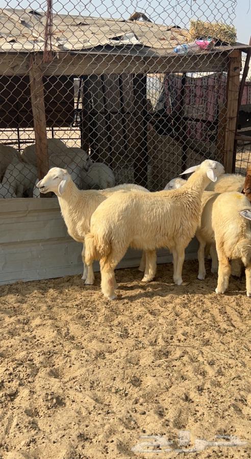 حريات ونعيم وتيوس فل الفل مشروطه من العذاريب