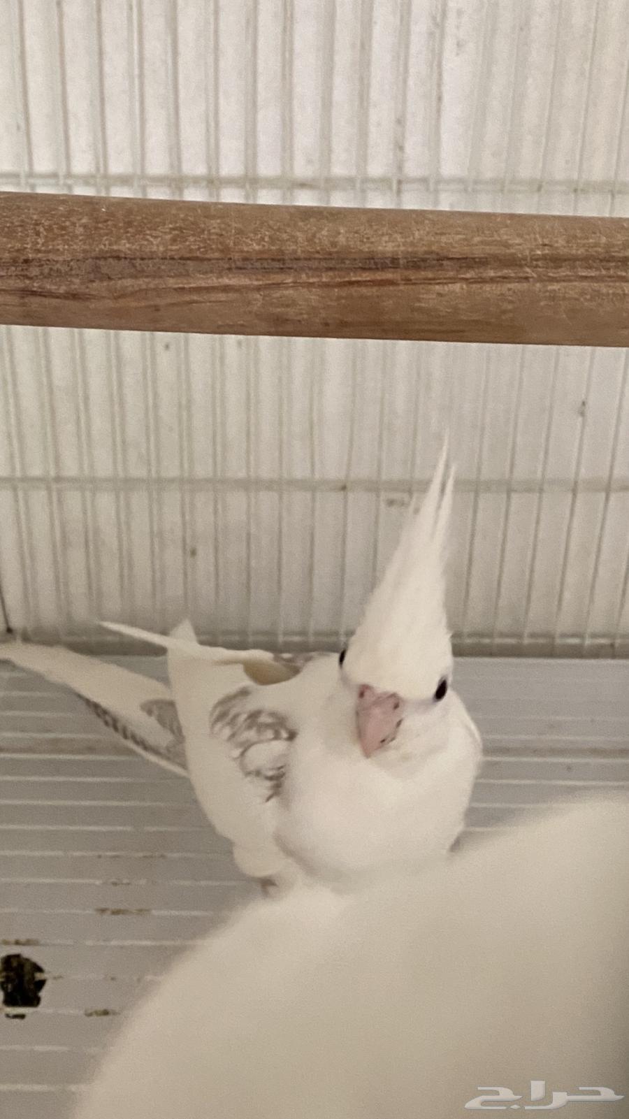 Female crowan producer ((sold))63326767674627111