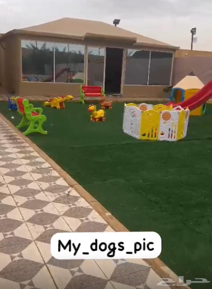 Dog Hotel63005882142851111