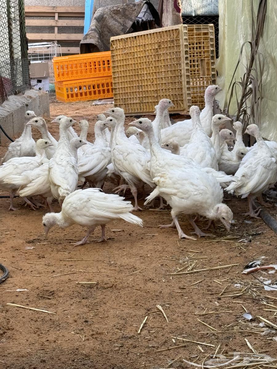 فروخ رومي تم البيع تم البيع633268692912671118