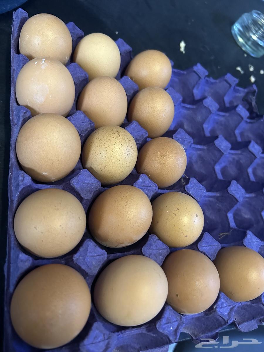 بيض دجاج لوهمان633268670959381111