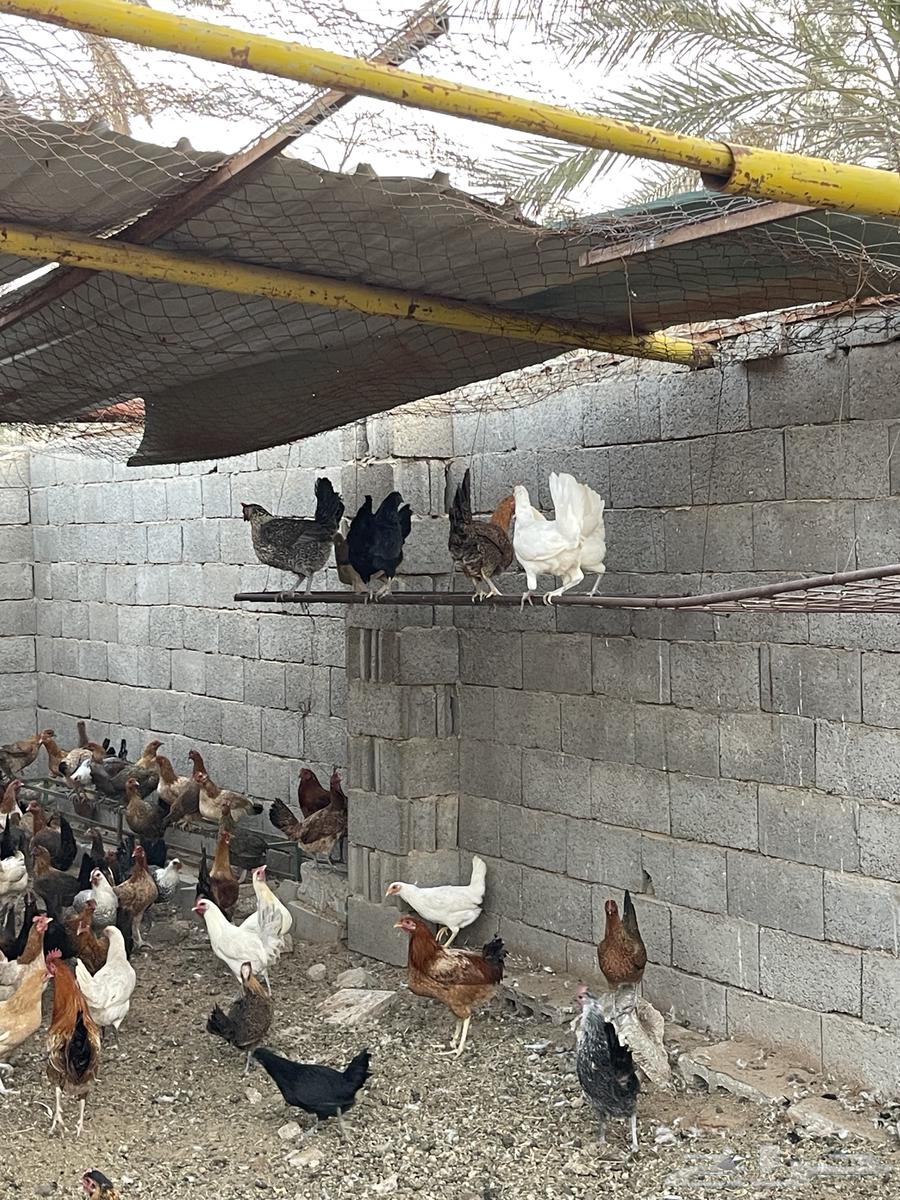 Local white chicken  
Bashayer chicken63326420006786113