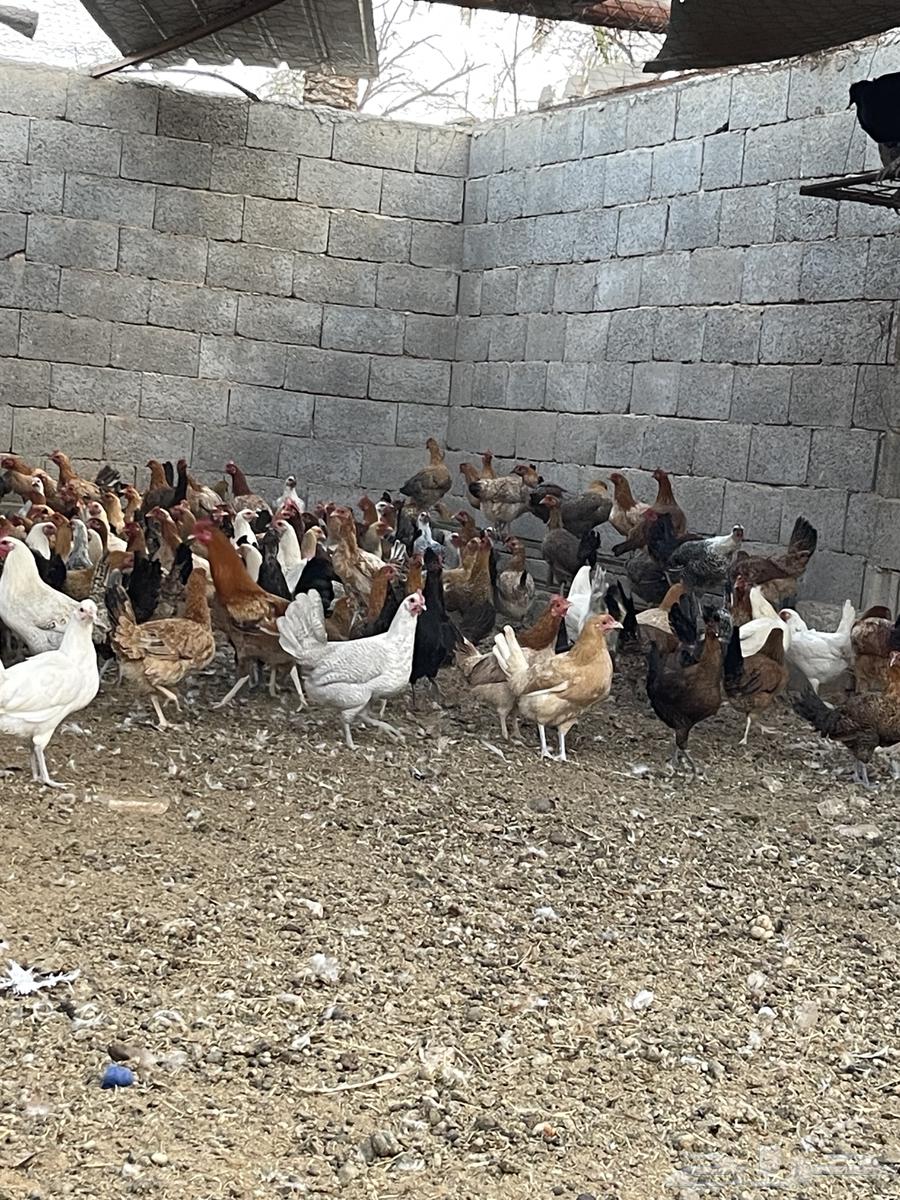 Local white chicken  
Bashayer chicken63326420006786112