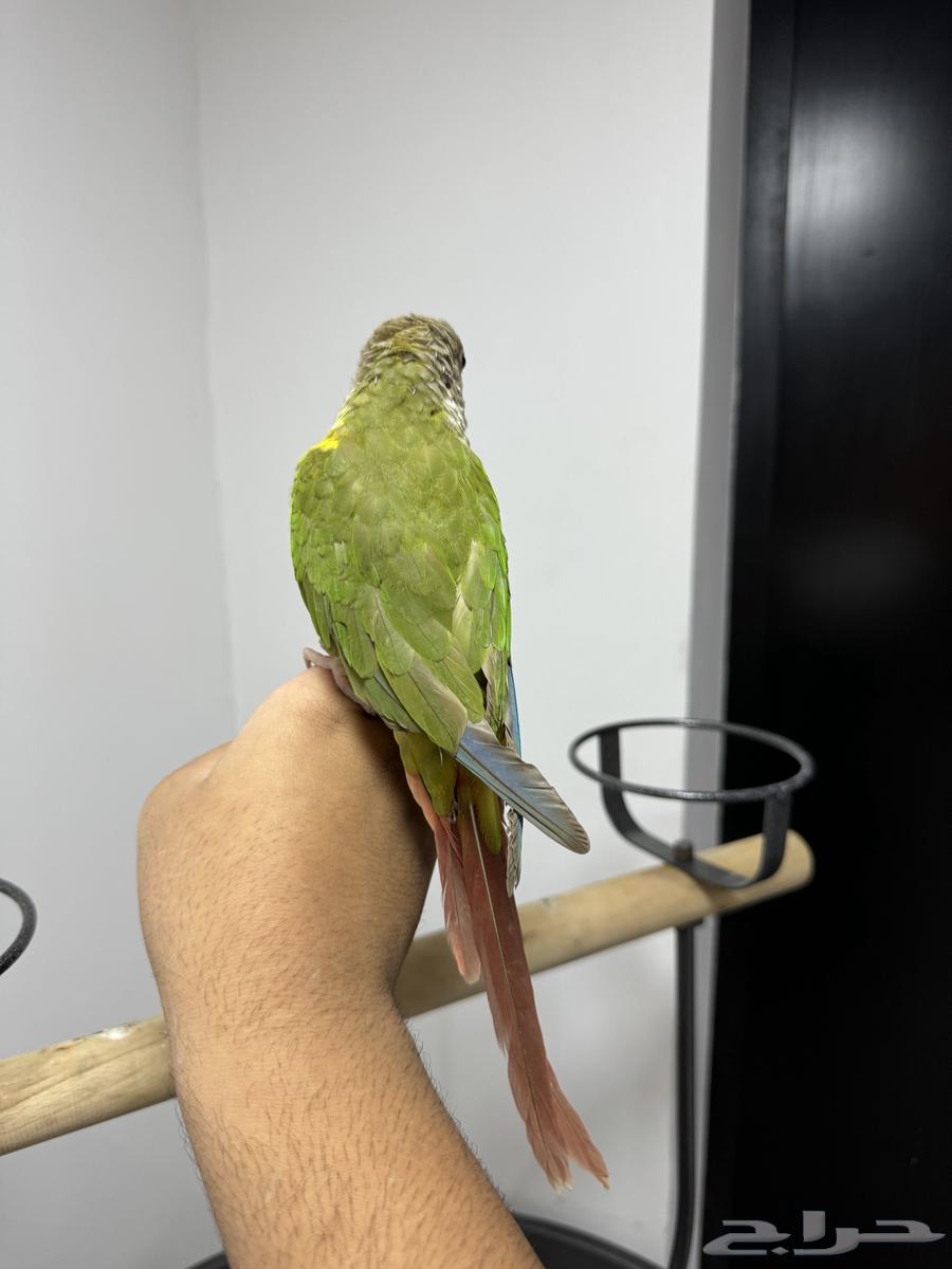 Cute domestic pineapple is very playful.63326859303041113