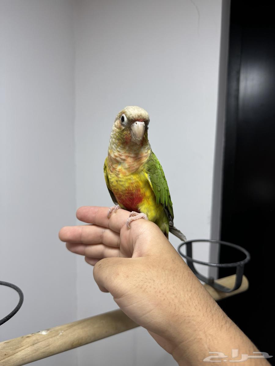 Cute domestic pineapple is very playful.63326859303041112
