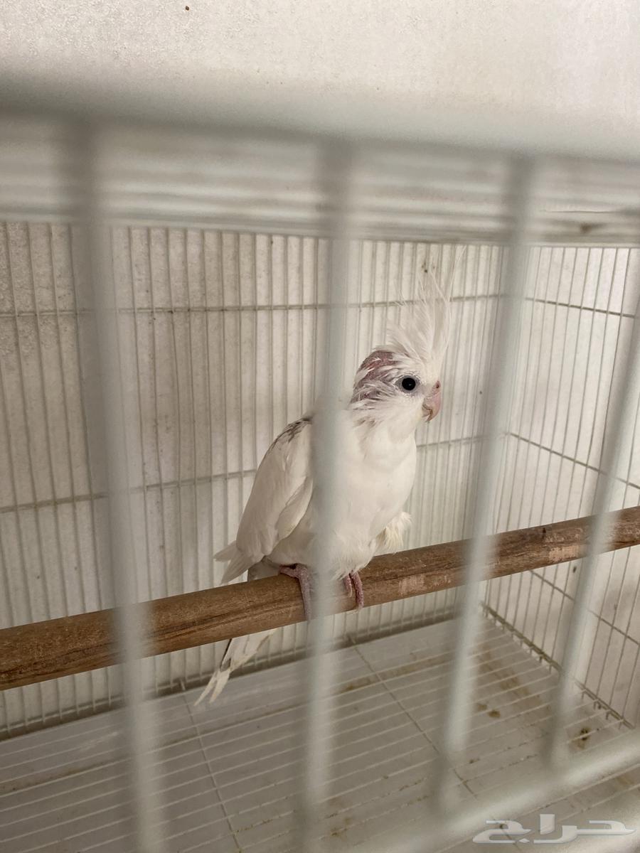 Female crowan producer ((sold))63326767674627112