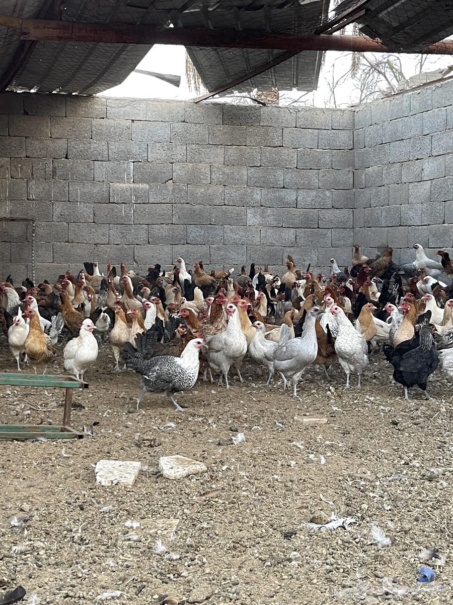 دجاج بلدي بياض   دجاج بشاير633264200067861119
