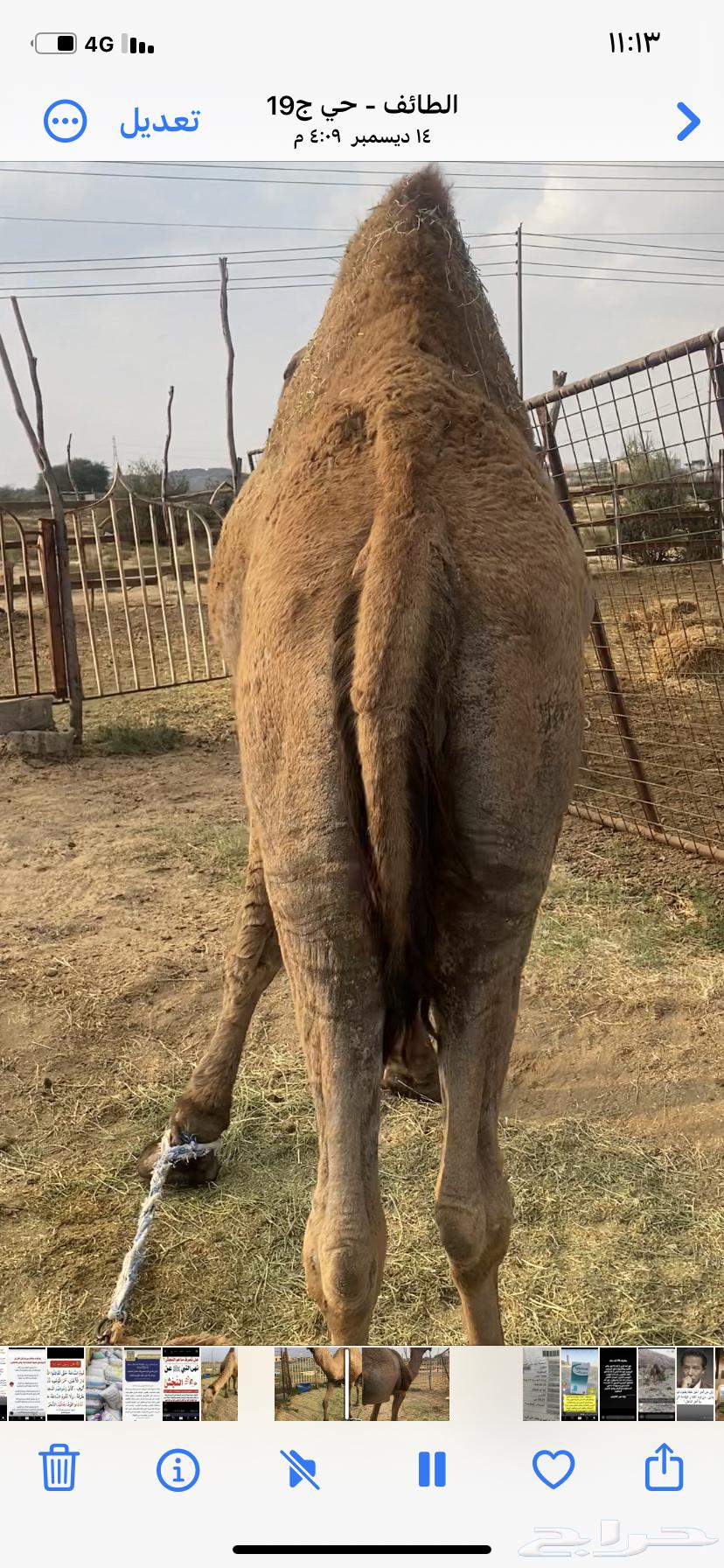A yellow male camel, intact and conditioned633262287502111126