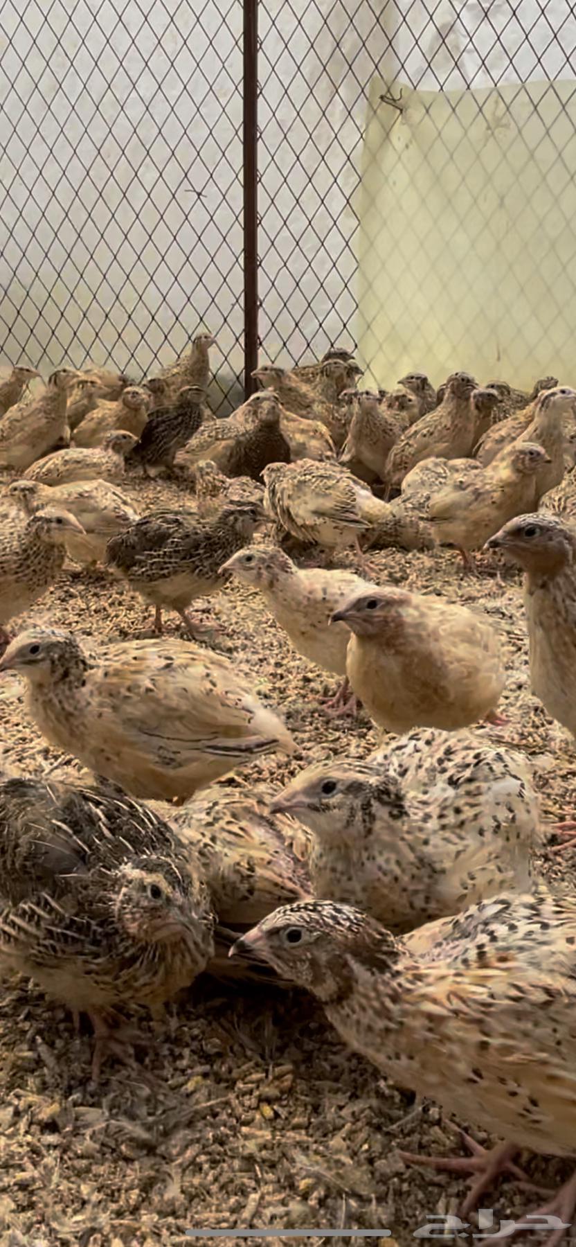 سمان فري مريعي سوبر جامبو وديكه ذبح وتربيه63326870569089114