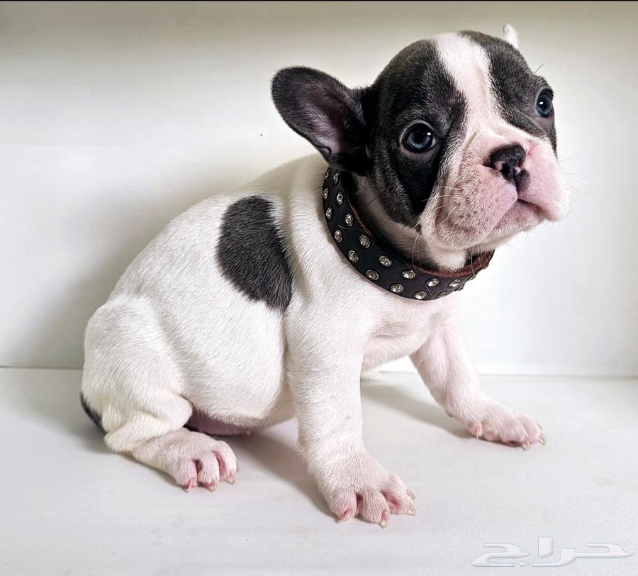 French bulldog for sell للبيع فرنش بولدوق63325222035970117