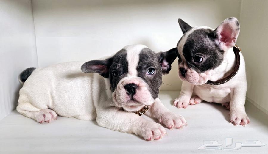 French bulldog for sell للبيع فرنش بولدوق63325222035970113