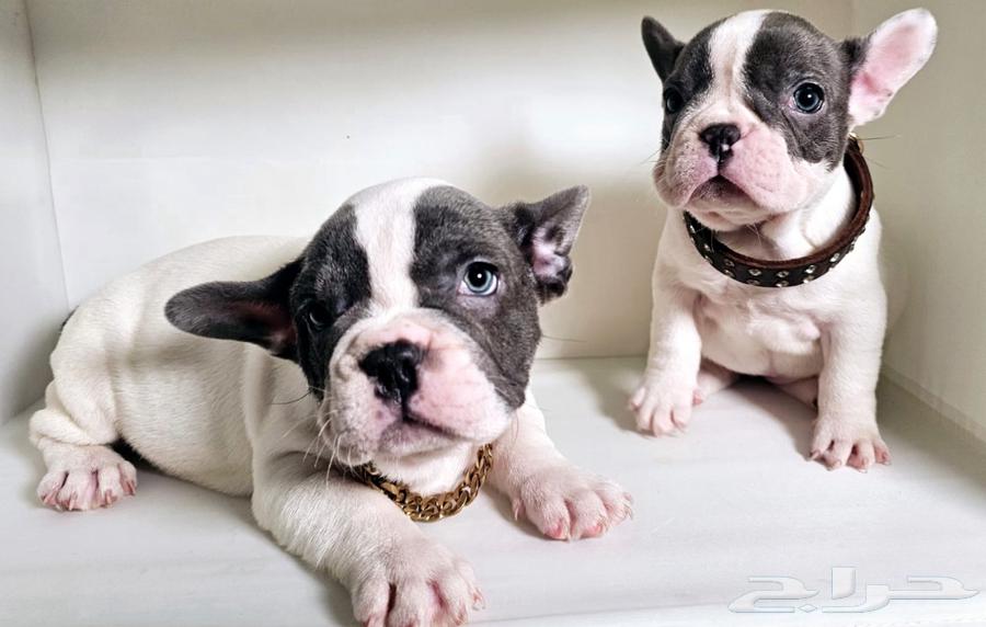 French bulldog for sell للبيع فرنش بولدوق63325222035970111