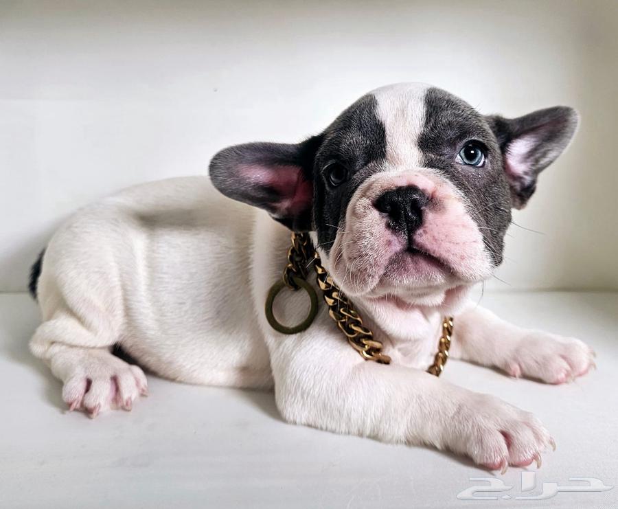 French bulldog for sell للبيع فرنش بولدوق63325222035970112