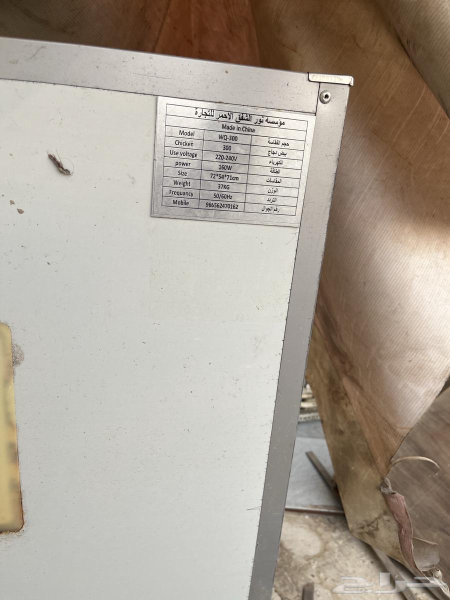 بقاية بيض 30063325561447937112