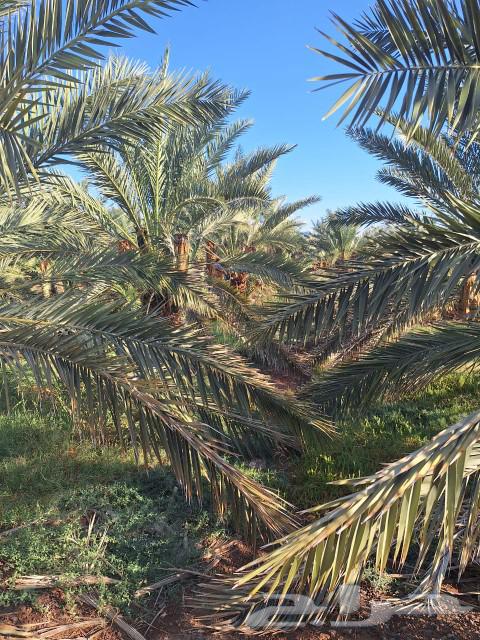 Two adjacent farms for sale in Al-Maleih, productive and worth their price63005880821635114