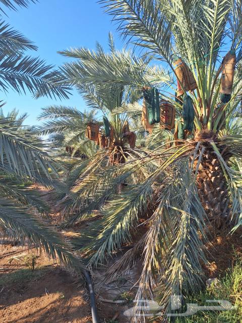 Two adjacent farms for sale in Al-Maleih, productive and worth their price63005880821635113