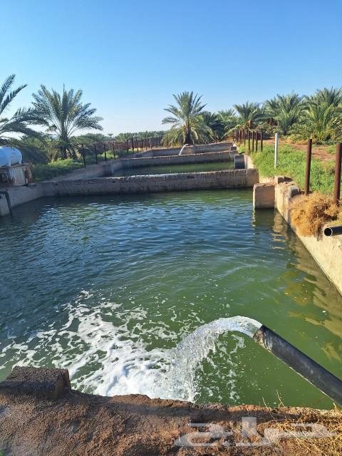 Two adjacent farms for sale in Al-Maleih, productive and worth their price63005880821635111