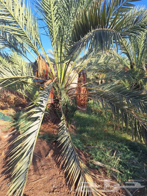 Two adjacent farms for sale in Al-Maleih, productive and worth their price63005880821635112