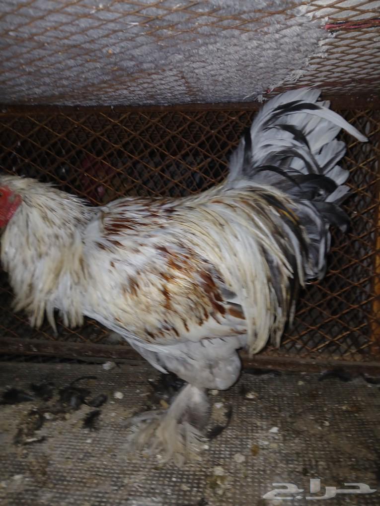 Rooster Brahma63325178967683110