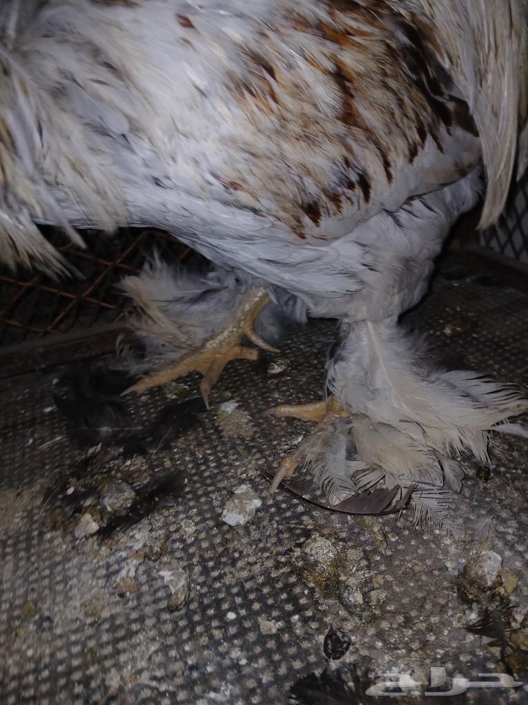 Rooster Brahma63325178967683111