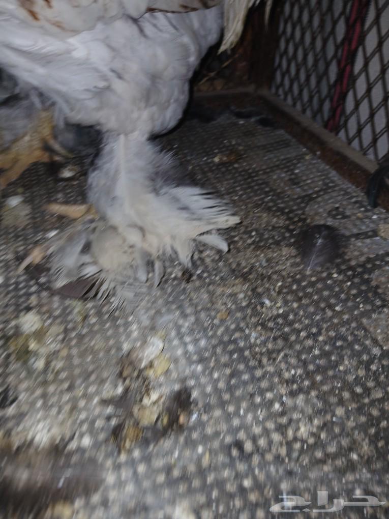 Rooster Brahma63325178967683112