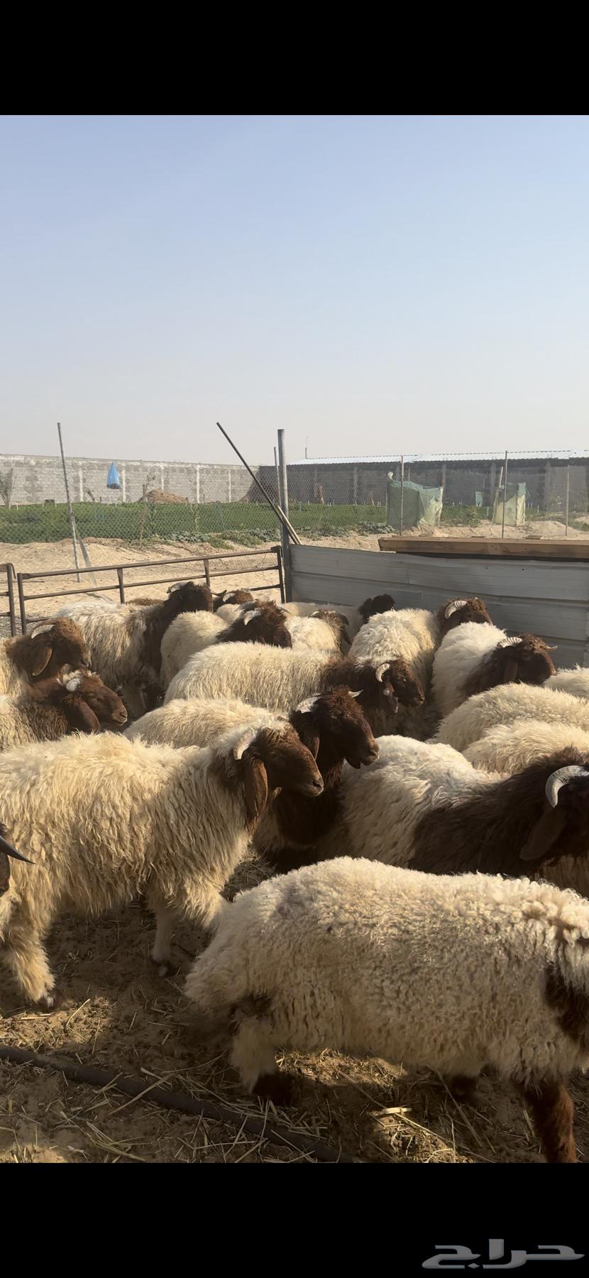 خرفان نعيم 6 شهور بلدي633256942397471127