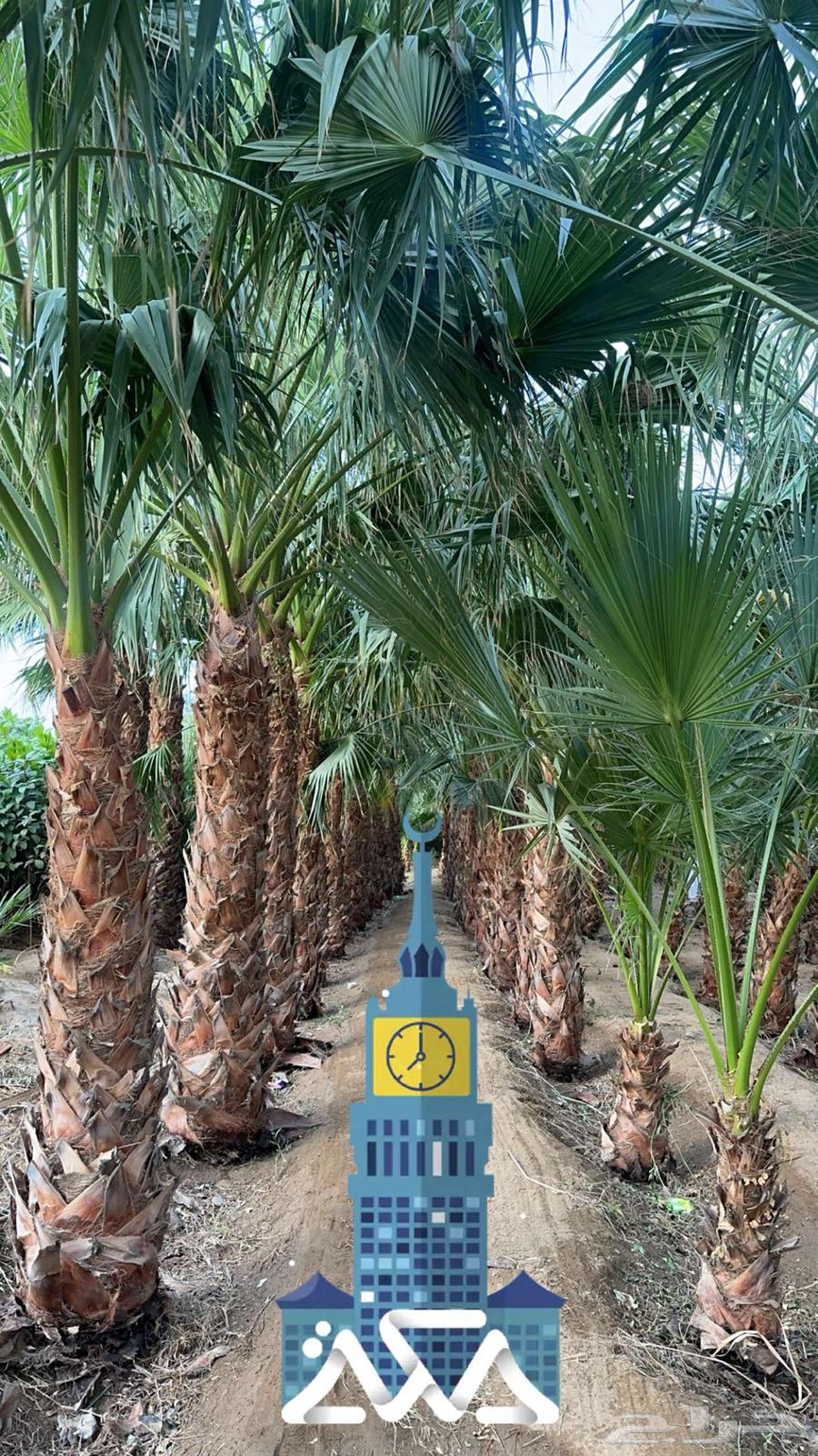 Washington palm - Care - Delivery and planting - Instructions for care63005937691523114