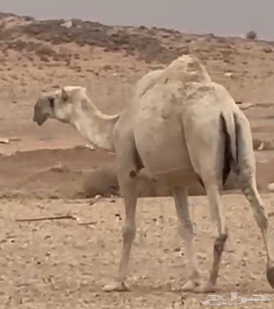 (تم البيع) للبيع ناقة ضروبة مزيونة شقحاء حدرها حوارة تمامية630059415224331113