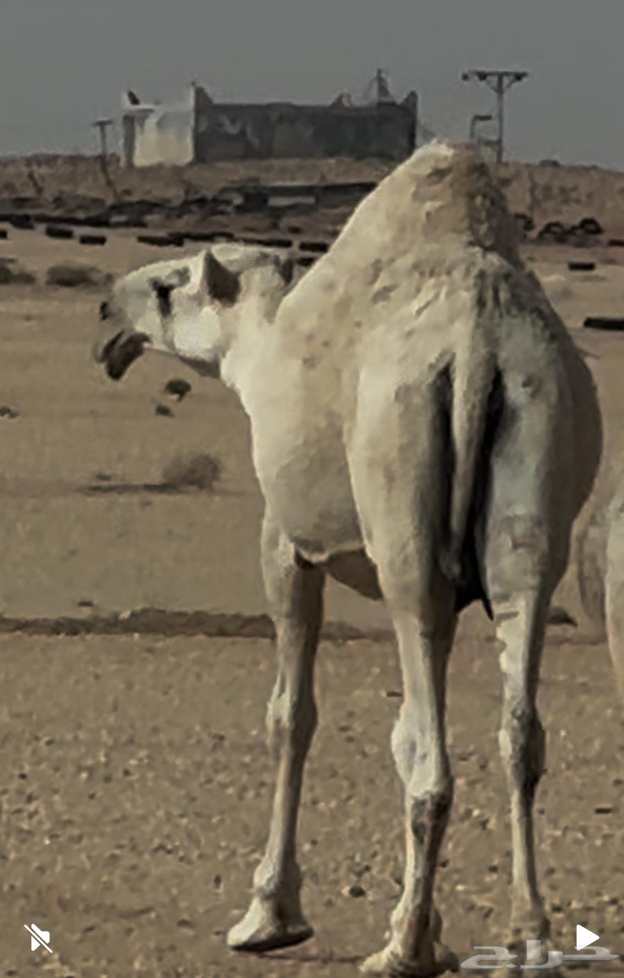 (تم البيع) للبيع ناقة ضروبة مزيونة شقحاء حدرها حوارة تمامية63005941522433112