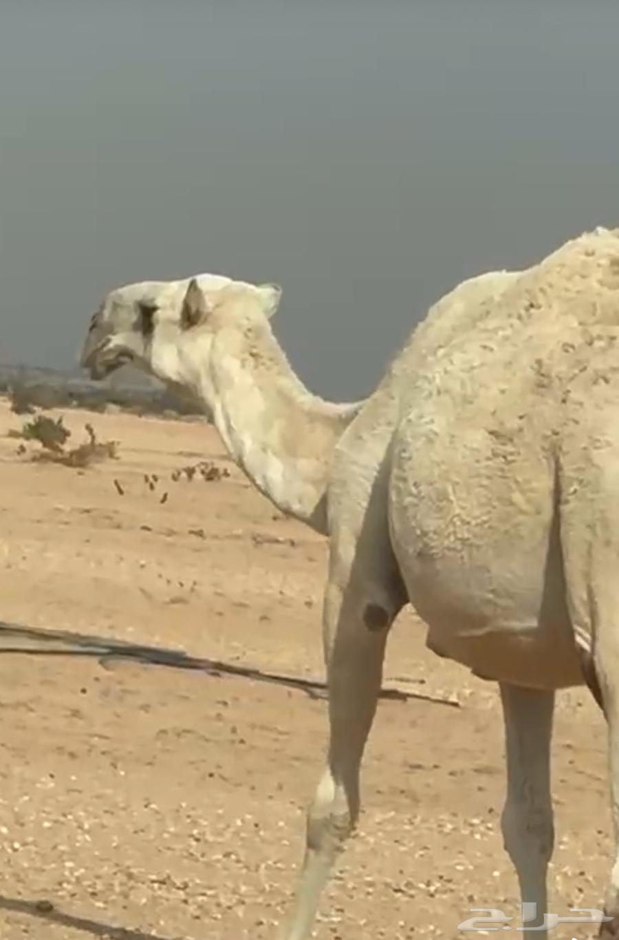 (تم البيع) للبيع ناقة ضروبة مزيونة شقحاء حدرها حوارة تمامية63005941522433111