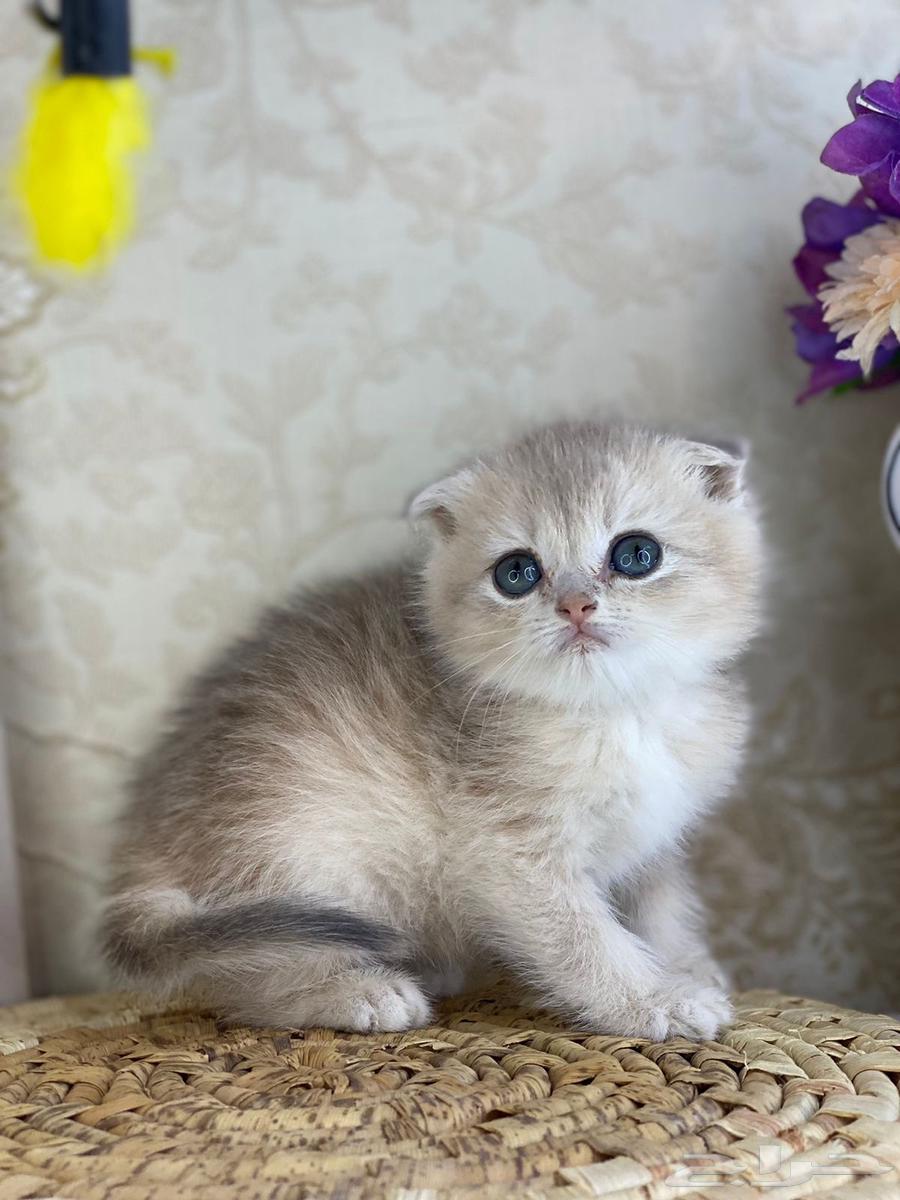 Scottish Fold Triple Fold Cats Kitten British Scottish Street Cat Cat63324453733633110