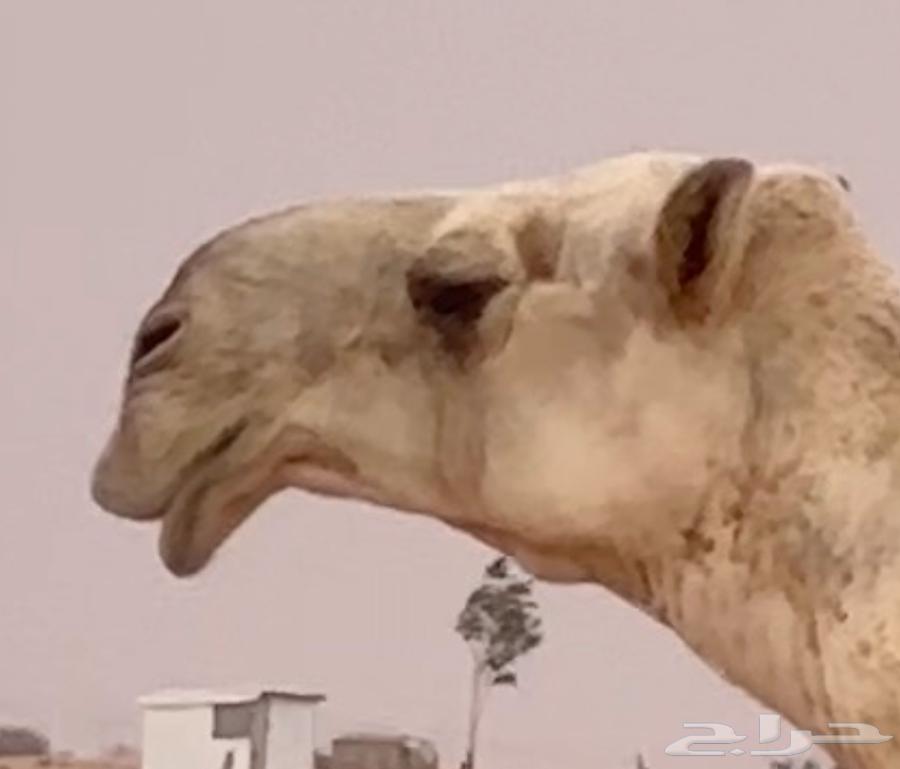 (تم البيع) للبيع ناقة ضروبة مزيونة شقحاء حدرها حوارة تمامية63005941522433113