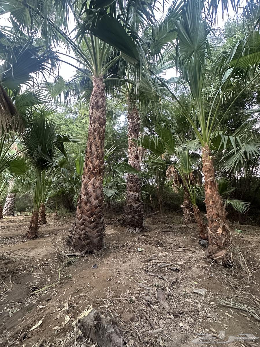 Washington palm - Care - Delivery and planting - Instructions for care63005937691523113
