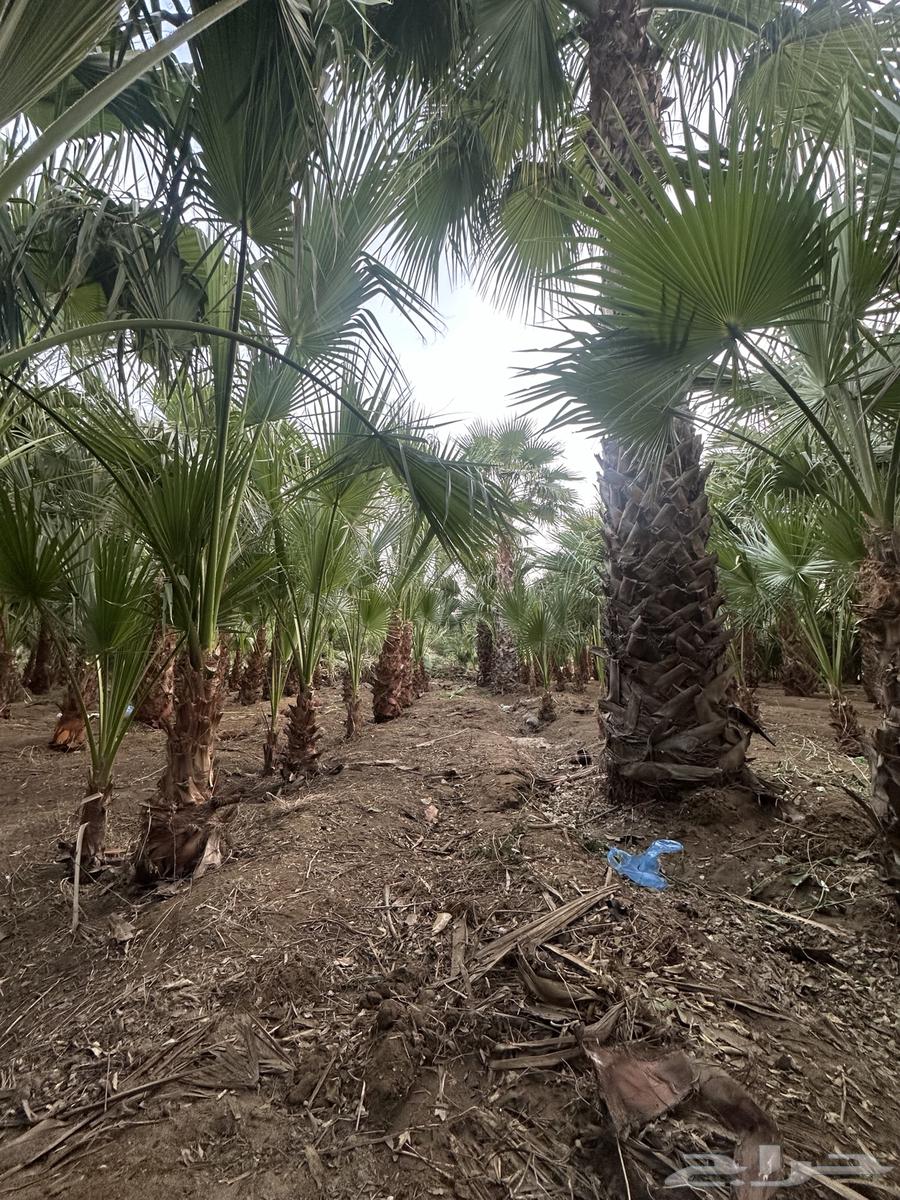 Washington palm - Care - Delivery and planting - Instructions for care63005937691523112