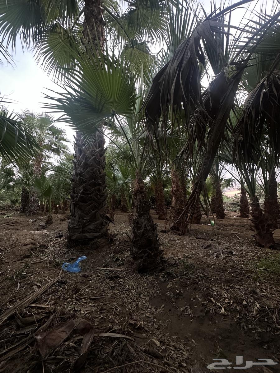 Washington palm - Care - Delivery and planting - Instructions for care63005937691523111