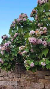 Pink dombia63324096863745111