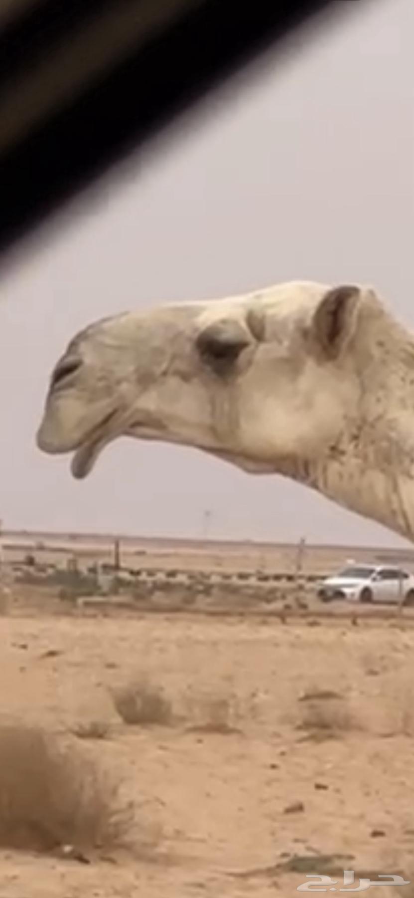 (تم البيع) للبيع ناقة ضروبة مزيونة شقحاء حدرها حوارة تمامية63005941522433114
