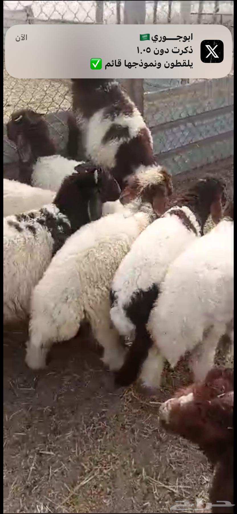ذبائح كفو نعيمي وحريات وتيوس63324624259842111