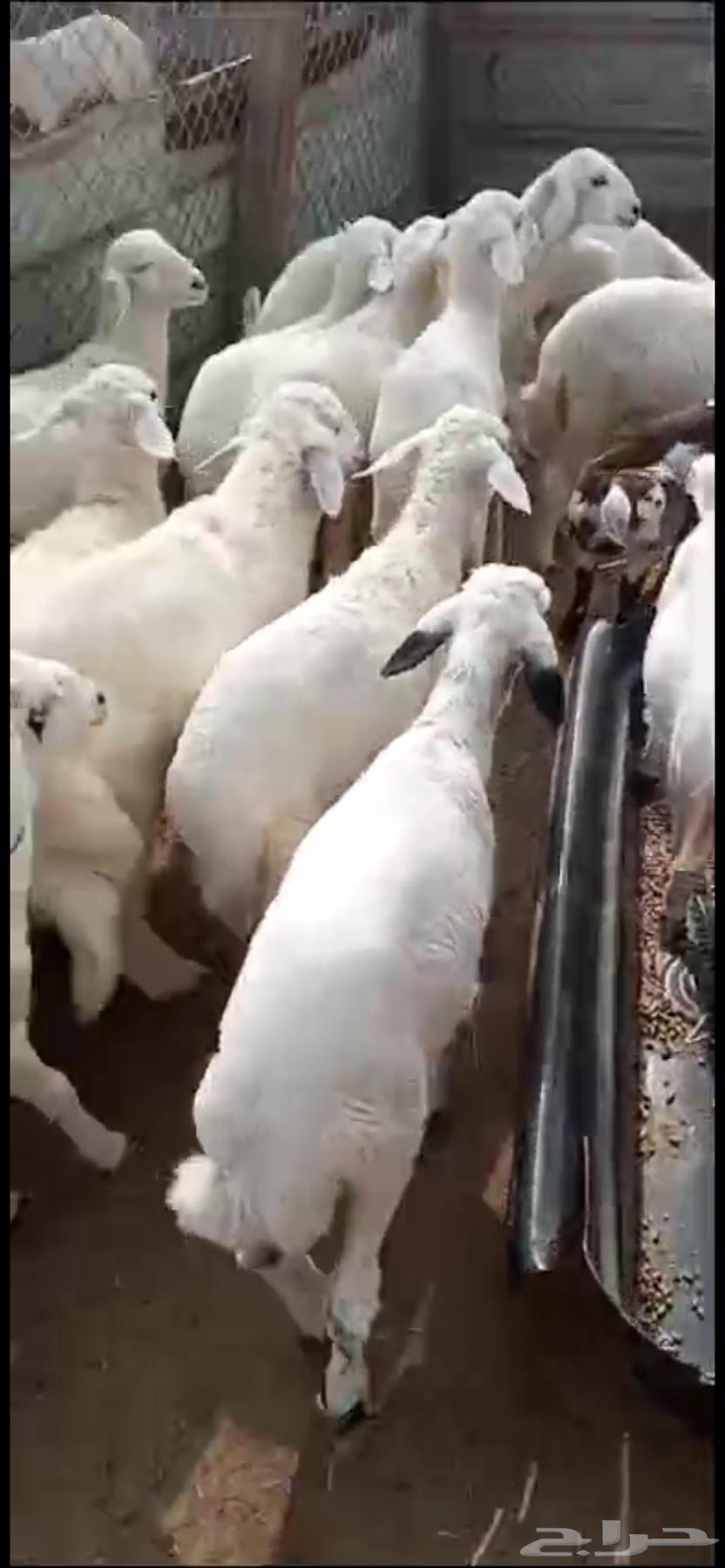 ذبائح كفو نعيمي وحريات وتيوس63324624259842113