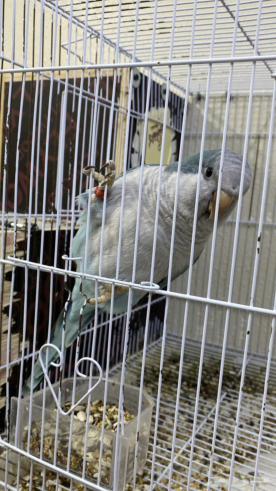 Quaker Parrot (Sold)63323904763267113