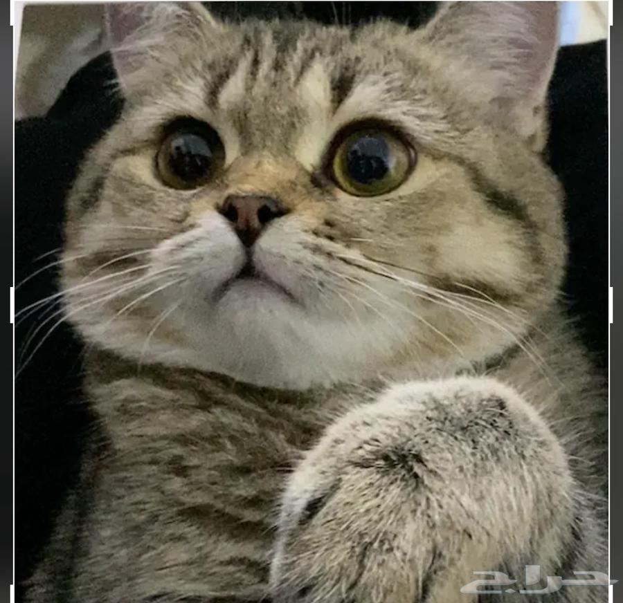 قطة سكوتش ستريت633227286869791117