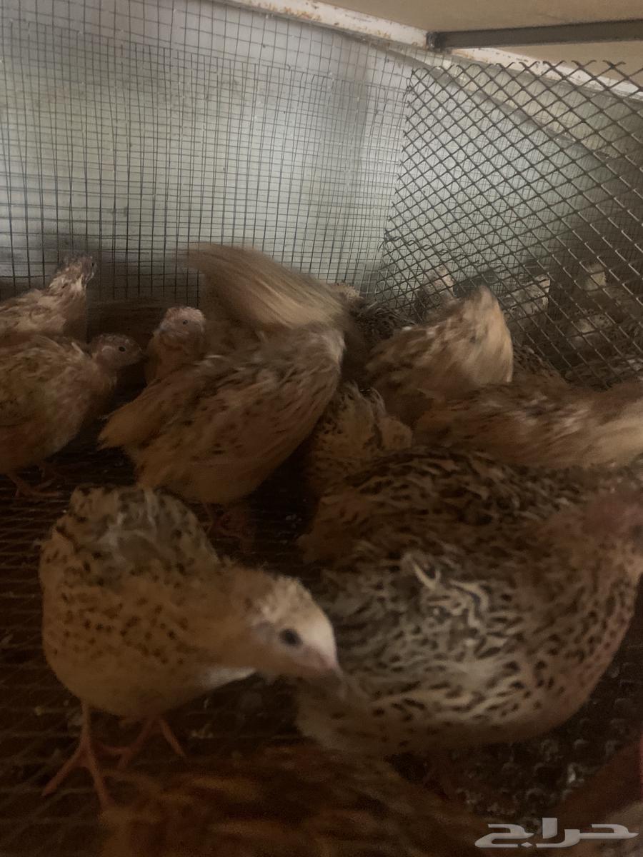 للبيع سمان كريمي بياض حجم وصحة شرط63323619791746111