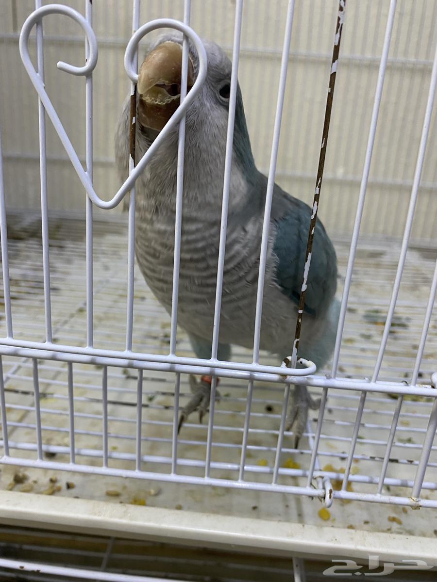 Quaker Parrot (Sold)633239047632671129