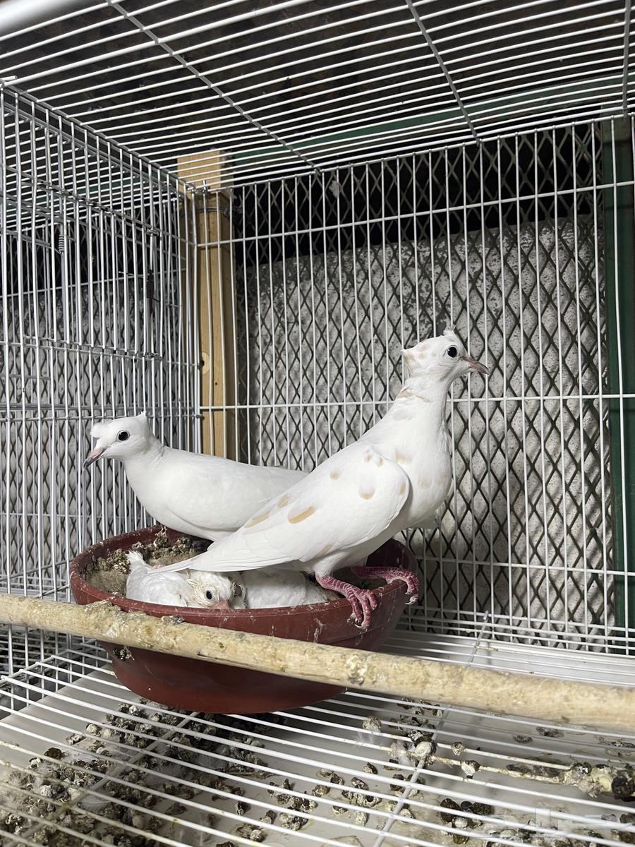 جوزياكريم بوران ابرق اب اورنج63323794915459111